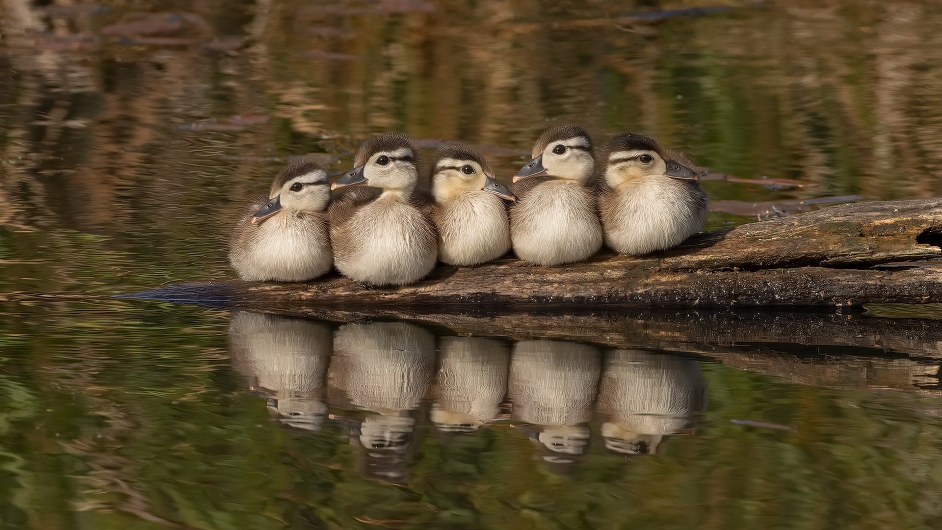 龙火交锋,猛龙力克热火,年度焦点之战的战术革命与激情烙印