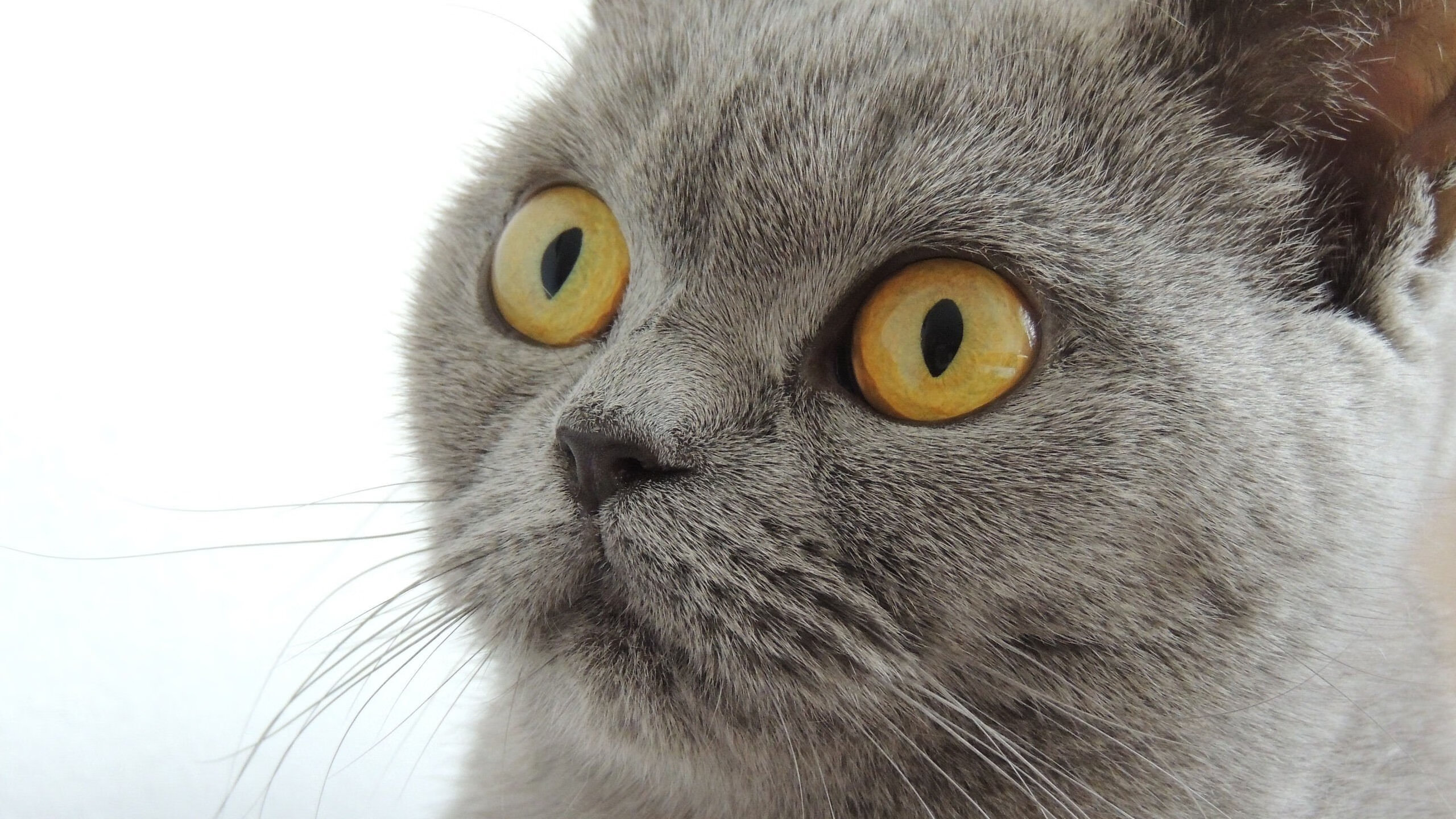 潮汐锁定,当塔图姆的得分成为规律,老鹰用集体智慧诠释另一种唯一