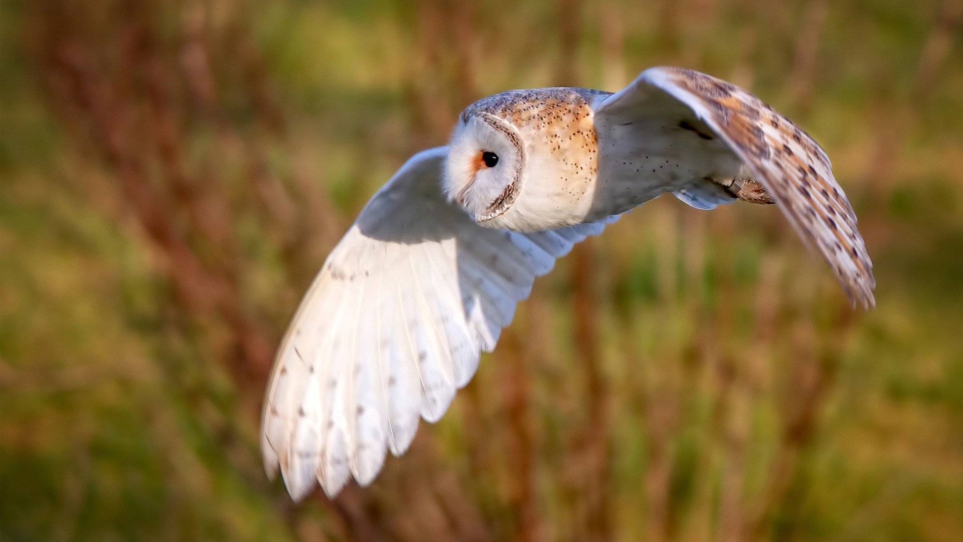 寸土必争！西亚卡姆关键篮板血洗步行者，广厦逆转之夜彰显关键先生本色