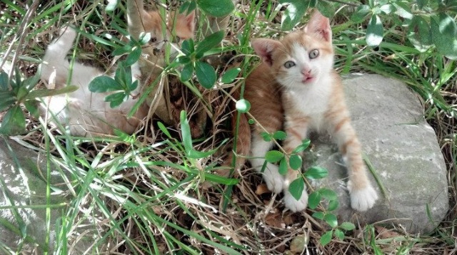 我想到一个既能融合足球与篮球意象,又能体现唯一性内核的标题