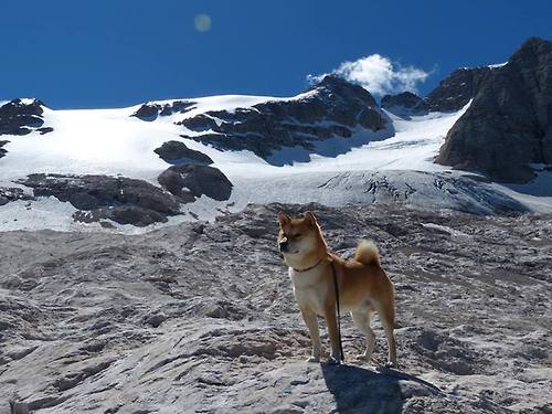 鹈鹕奇阵封印绿军,西亚卡姆攻防两端的历史级演出