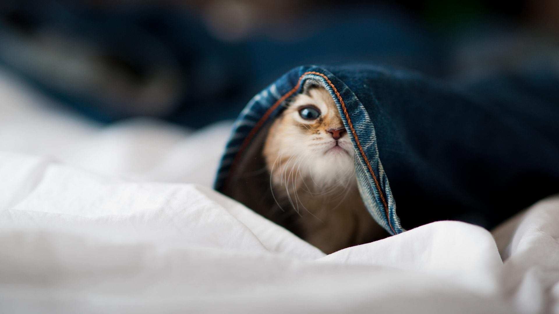 小贾伦开启三栖杀手模式，篮网火速击溃森林狼