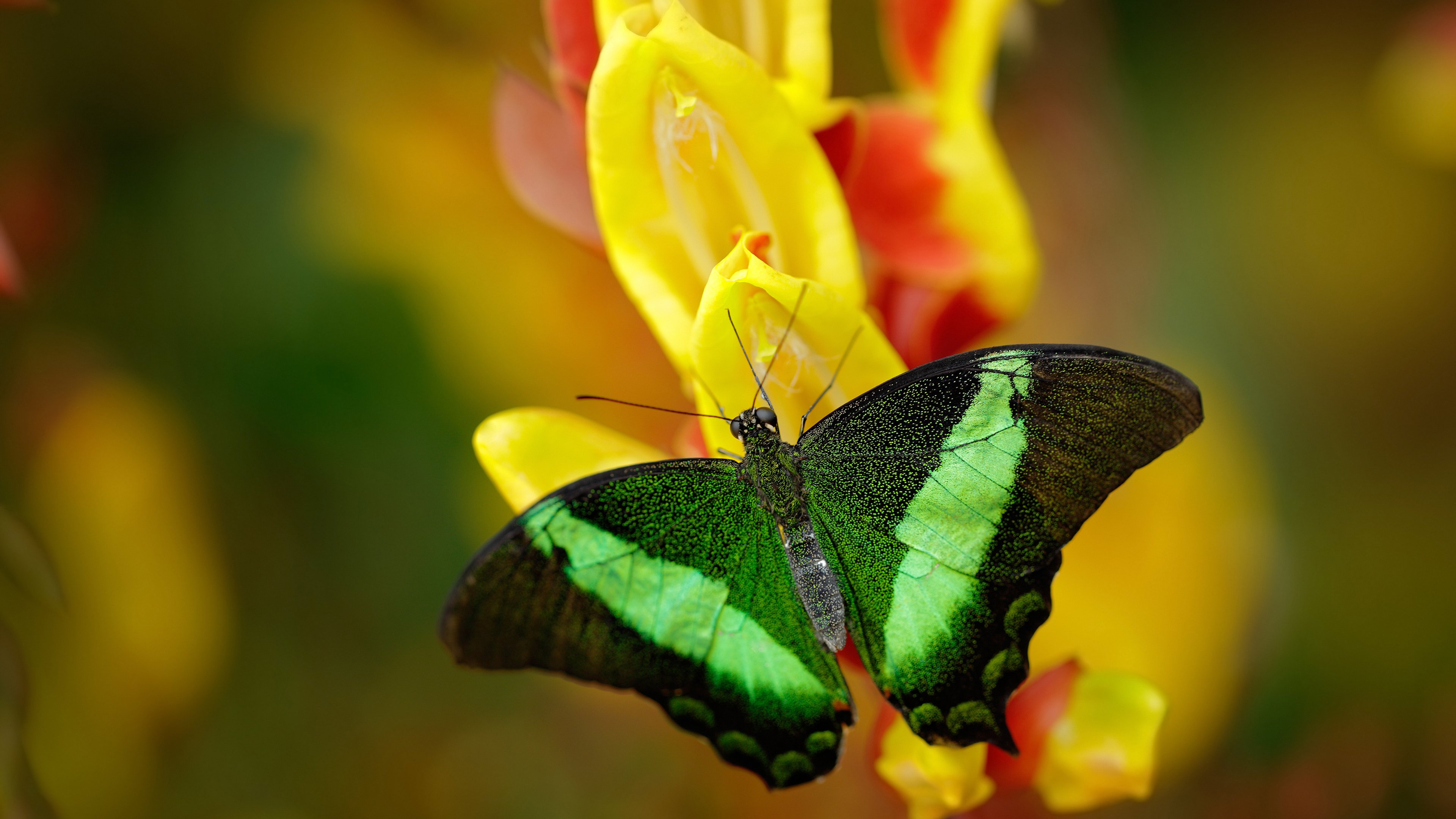 篮坛奇观!当华南虎遭遇NBA劲旅,布克里程碑之夜背后的跨时空对决