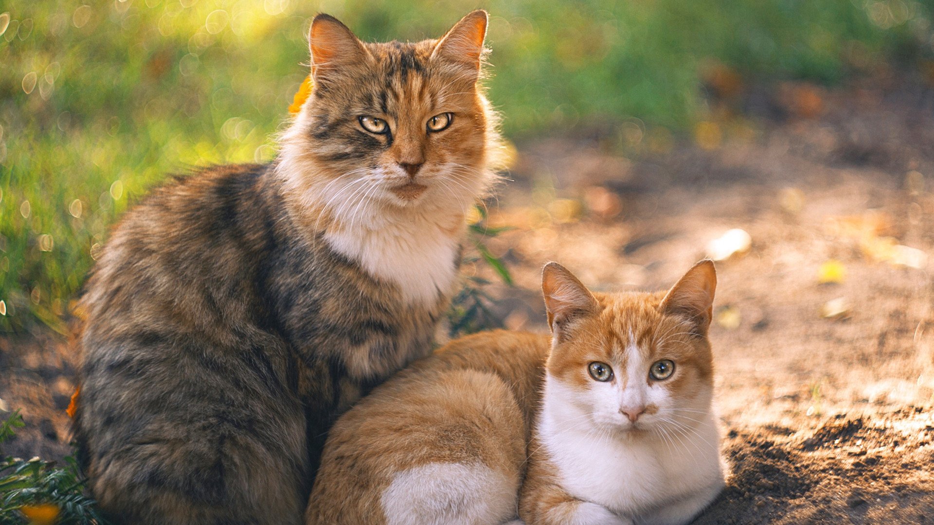 末节之神，浓眉统治时刻，篮网争冠征途关键一胜