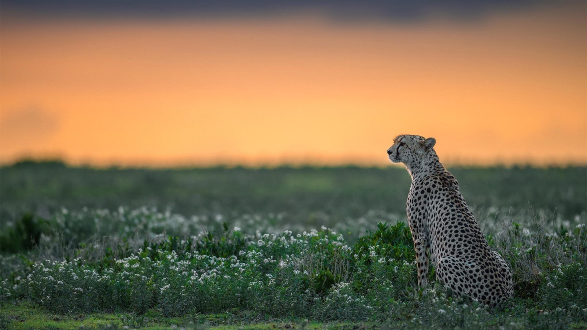开云体育平台APP-足球破冰，当基耶萨在被封锁的世界杯接管比赛
