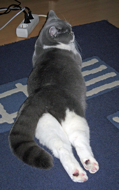 末节逆转+加时统治，福克斯在东方写下新故事